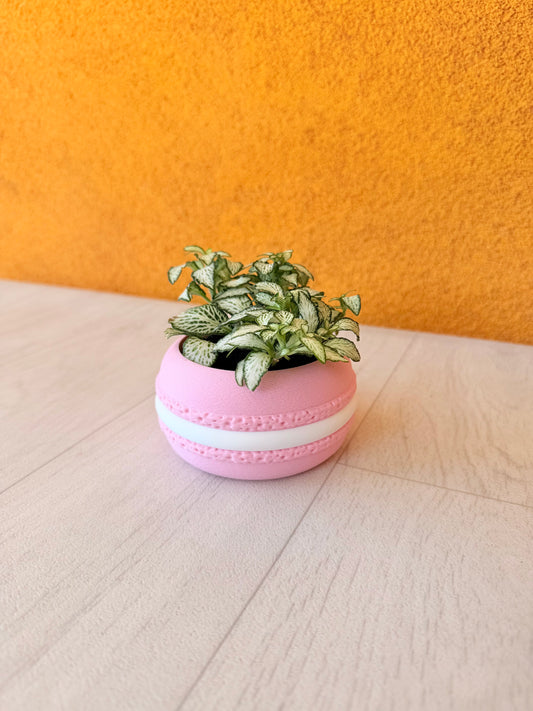 Vaso porta pianta macaron